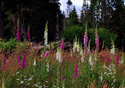 Digitalis purpurea